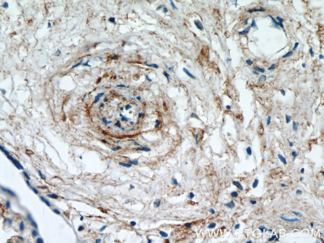 KCNA10 Antibody in Immunohistochemistry (Paraffin) (IHC (P))