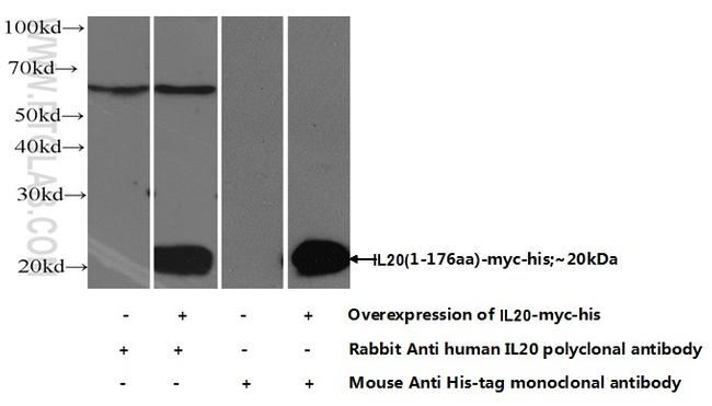 IL20 Antibody in Western Blot (WB)