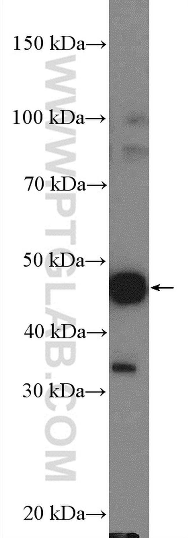 PD-1/CD279 Antibody in Western Blot (WB)