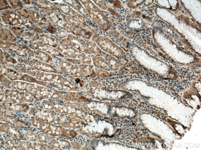 Uroguanylin Antibody in Immunohistochemistry (Paraffin) (IHC (P))