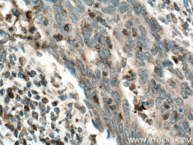 Uroguanylin Antibody in Immunohistochemistry (Paraffin) (IHC (P))