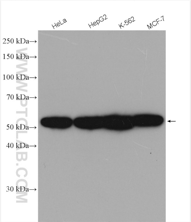 FARSA Antibody in Western Blot (WB)