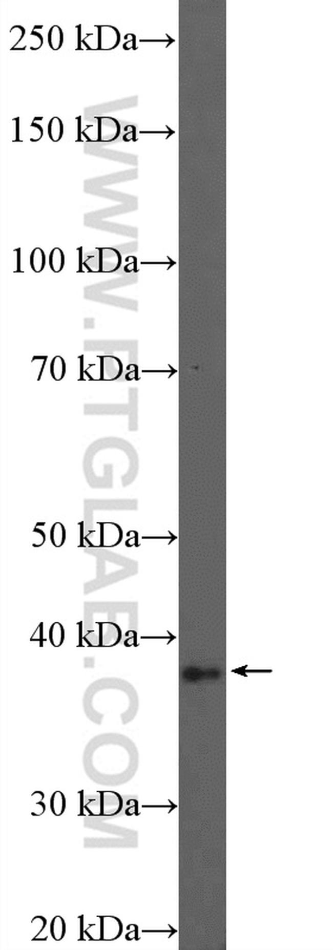 PURB Antibody in Western Blot (WB)