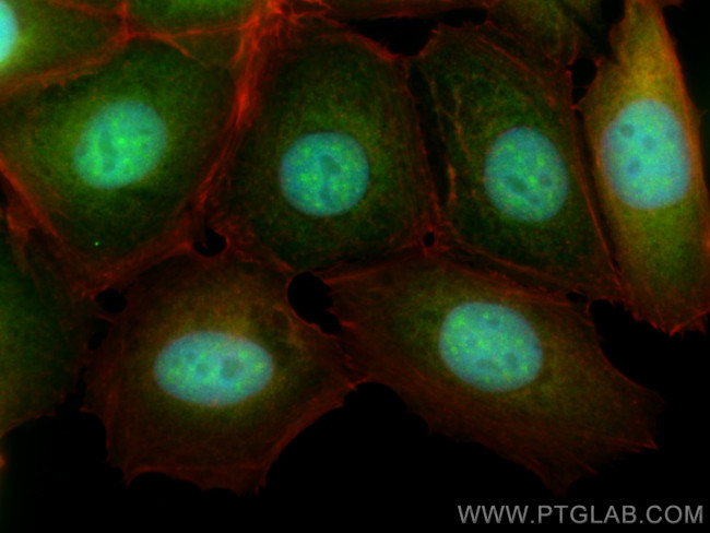 LC8/DYNLL1 Antibody in Immunocytochemistry (ICC/IF)