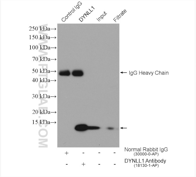 LC8/DYNLL1 Antibody in Immunoprecipitation (IP)