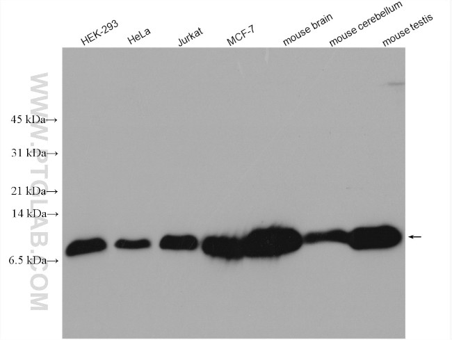 LC8/DYNLL1 Antibody in Western Blot (WB)