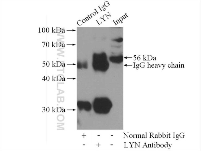 LYN Antibody in Immunoprecipitation (IP)