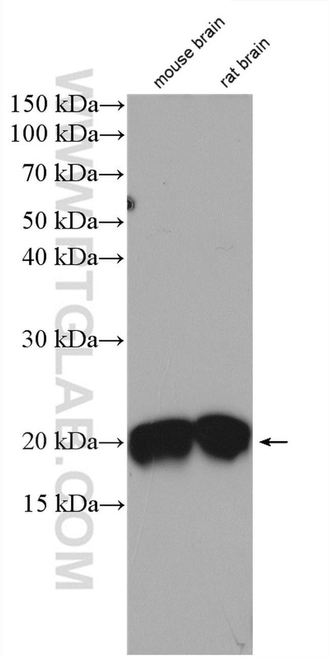 CPLX2 Antibody in Western Blot (WB)