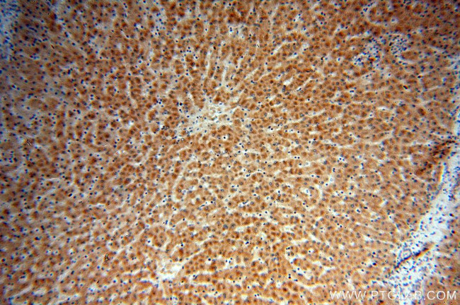 PON1 Antibody in Immunohistochemistry (Paraffin) (IHC (P))