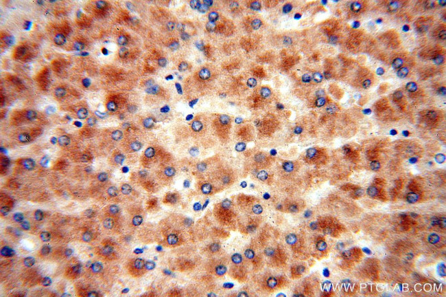 PON1 Antibody in Immunohistochemistry (Paraffin) (IHC (P))