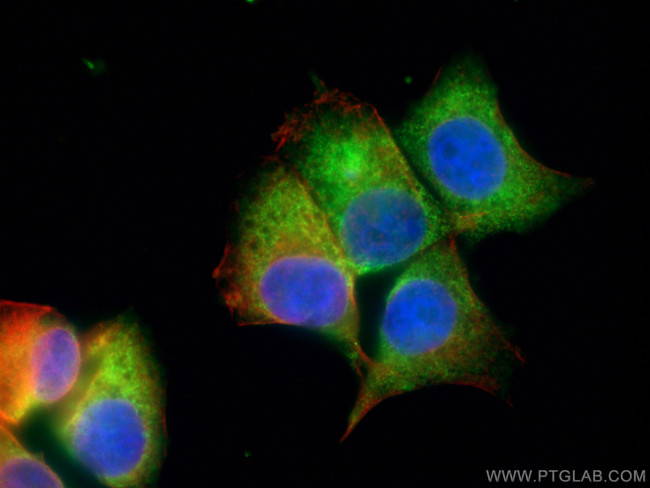 AMPK alpha 2 Antibody in Immunocytochemistry (ICC/IF)