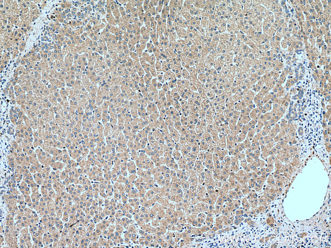 RETN Antibody in Immunohistochemistry (Paraffin) (IHC (P))