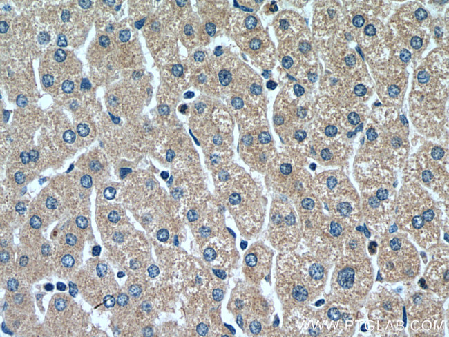 RETN Antibody in Immunohistochemistry (Paraffin) (IHC (P))