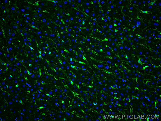 CLEC4G Antibody in Immunohistochemistry (PFA fixed) (IHC (PFA))