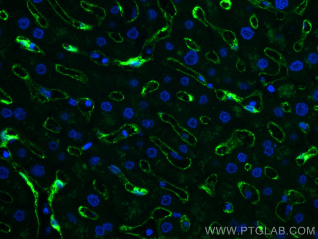 CLEC4G Antibody in Immunohistochemistry (PFA fixed) (IHC (PFA))