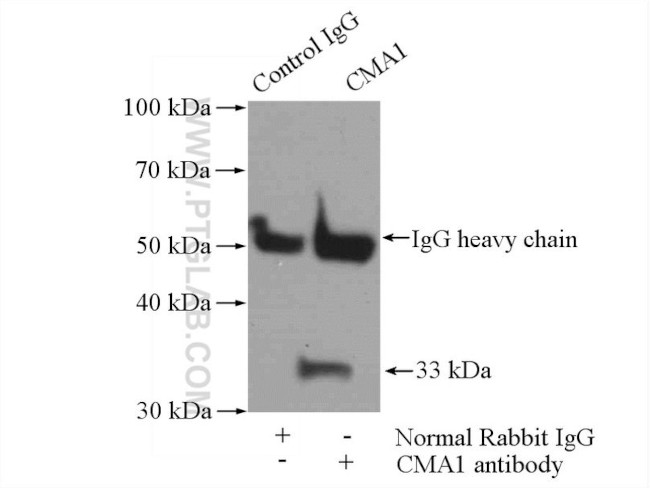Mast Cell Chymase Antibody in Immunoprecipitation (IP)