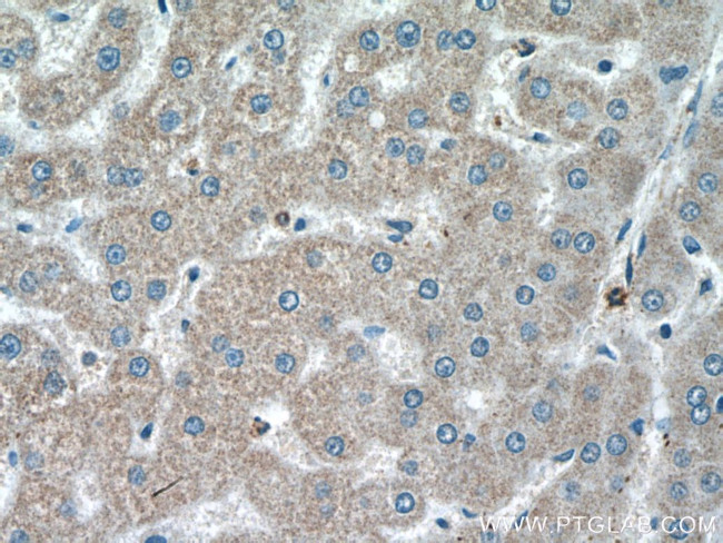 SHBG Antibody in Immunohistochemistry (Paraffin) (IHC (P))