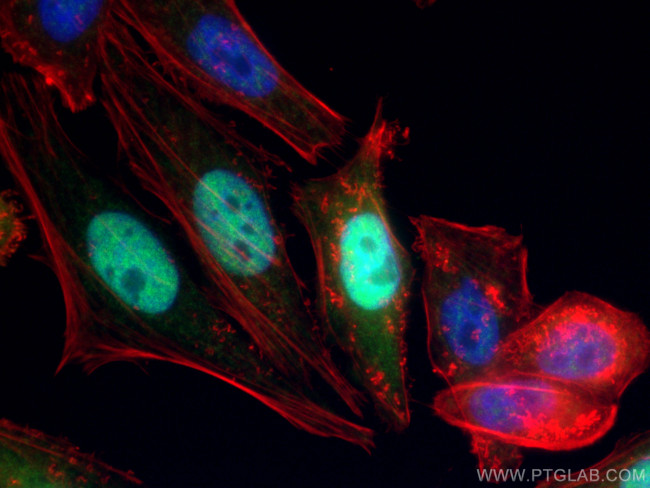 Cyclin A2 Antibody in Immunocytochemistry (ICC/IF)