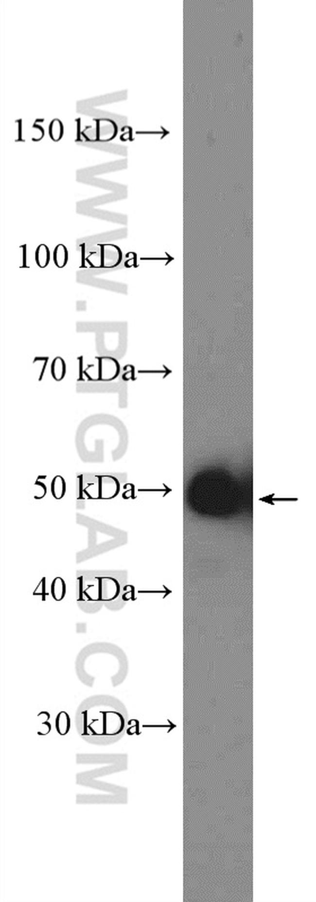 Cyclin A2 Antibody in Western Blot (WB)