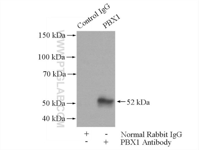 PBX1 Antibody in Immunoprecipitation (IP)