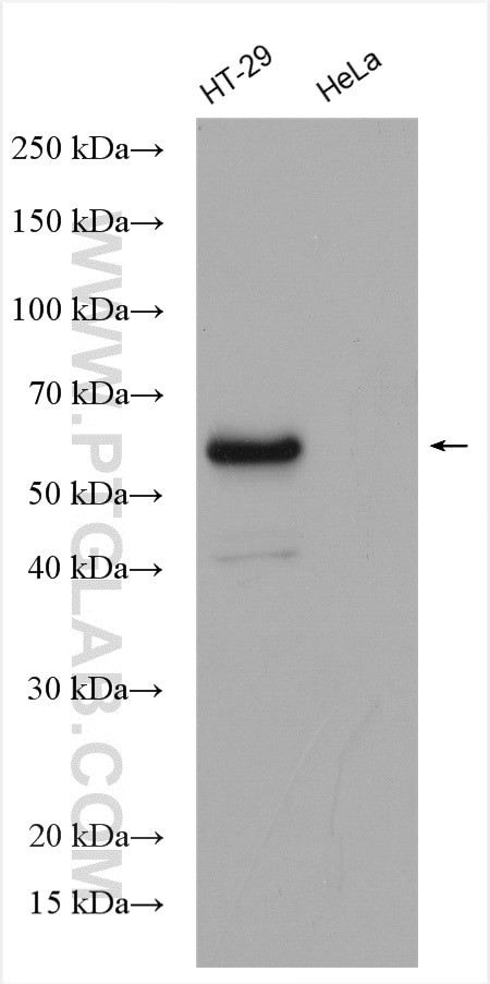 LSR Antibody in Western Blot (WB)