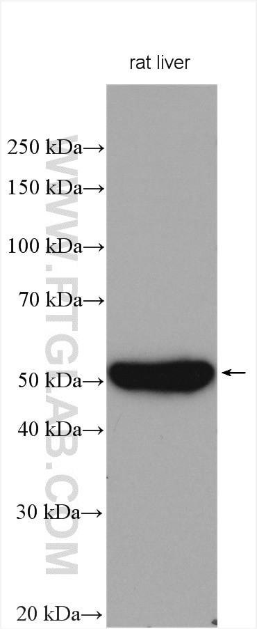 CYP3A4 Antibody in Western Blot (WB)