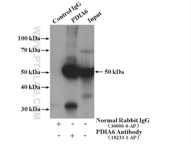 PDIA6 Antibody in Immunoprecipitation (IP)