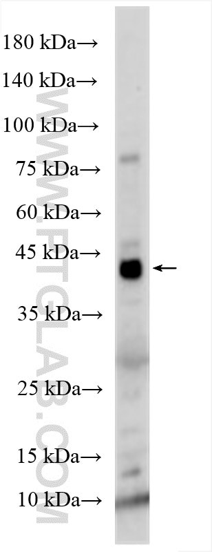 PD-L2/CD273 Antibody in Western Blot (WB)