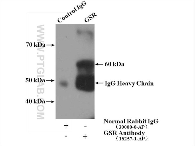 GSR Antibody in Immunoprecipitation (IP)