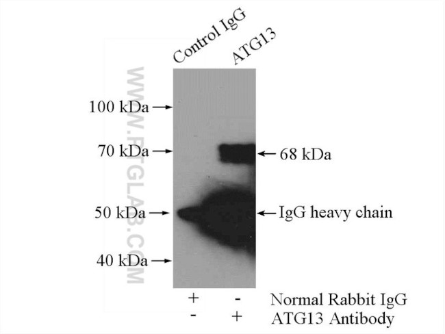 ATG13 Antibody in Immunoprecipitation (IP)