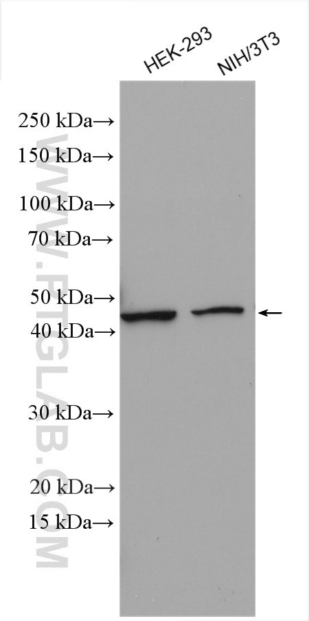 PDK1 Antibody in Western Blot (WB)