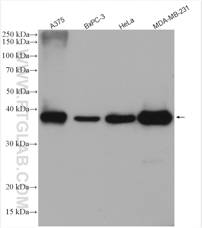 PHLDA1 Antibody in Western Blot (WB)