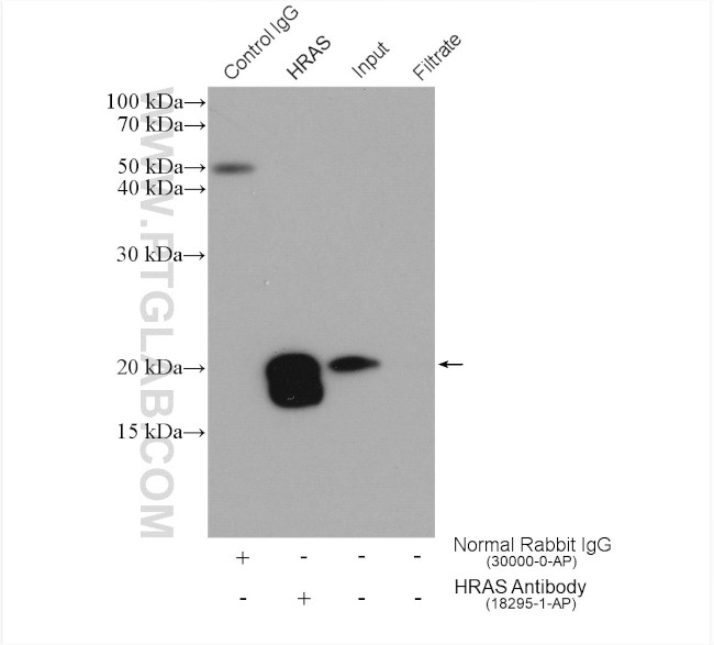 HRAS Antibody in Immunoprecipitation (IP)