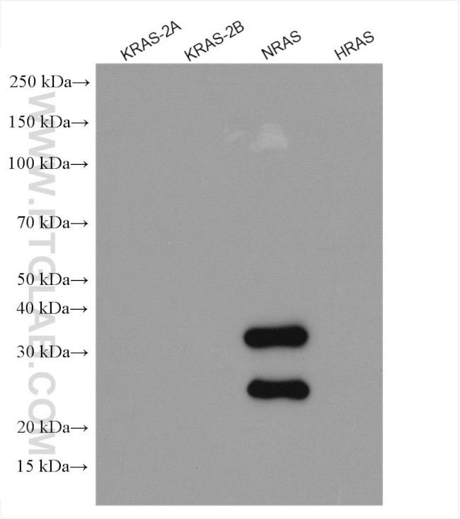 NRAS Antibody in Western Blot (WB)