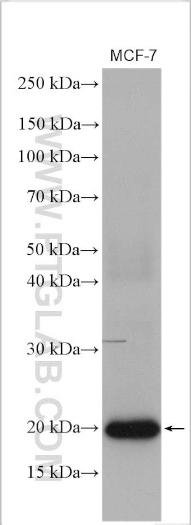 NRAS Antibody in Western Blot (WB)