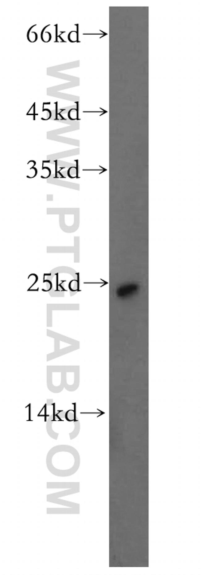 BMF Antibody in Western Blot (WB)