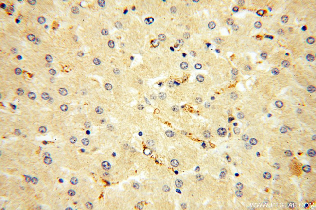 Endostatin Antibody in Immunohistochemistry (Paraffin) (IHC (P))