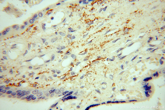 NHE8 Antibody in Immunohistochemistry (Paraffin) (IHC (P))