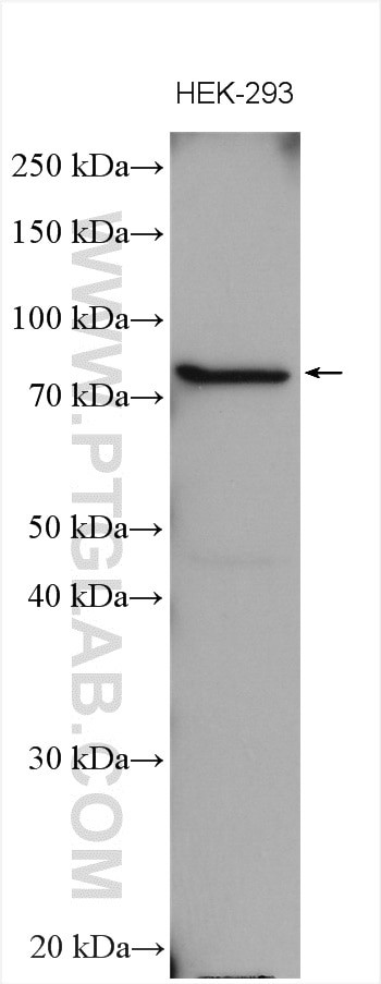 NHE8 Antibody in Western Blot (WB)