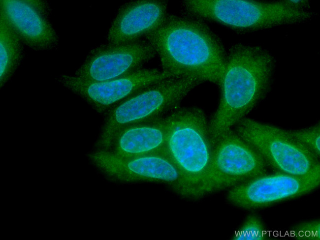 MAD1 Antibody in Immunocytochemistry (ICC/IF)