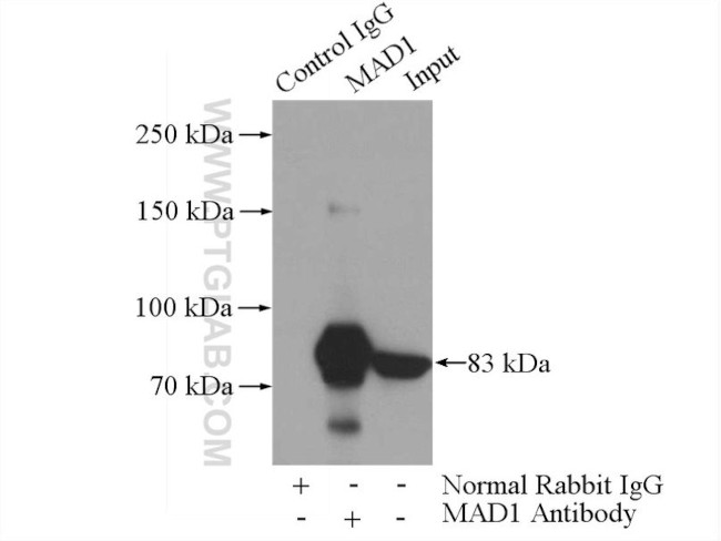 MAD1 Antibody in Immunoprecipitation (IP)