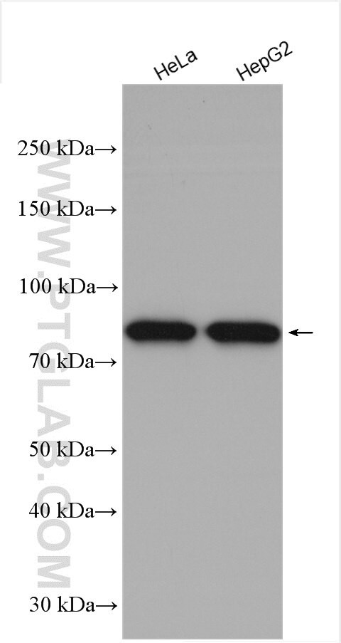 MAD1 Antibody in Western Blot (WB)