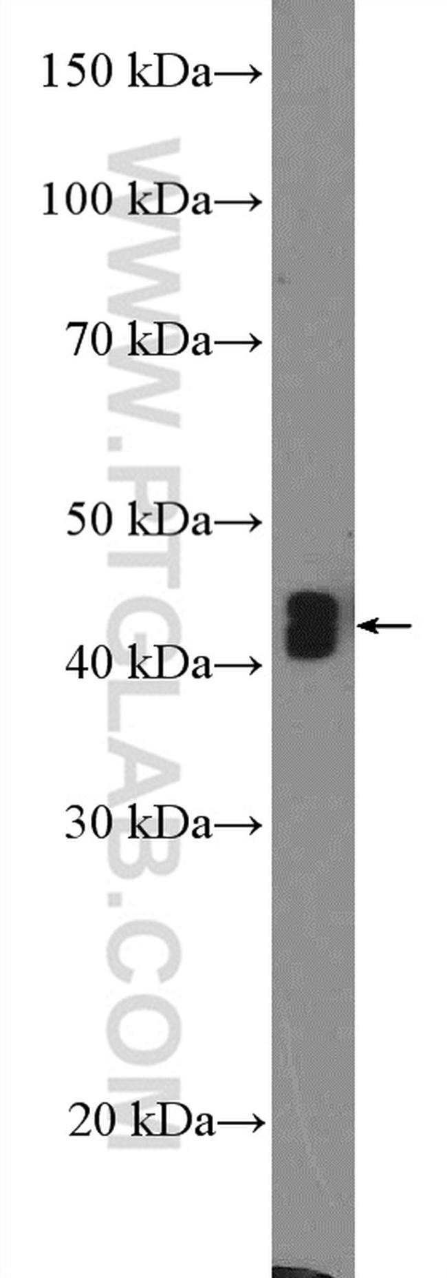 CD24 Antibody in Western Blot (WB)