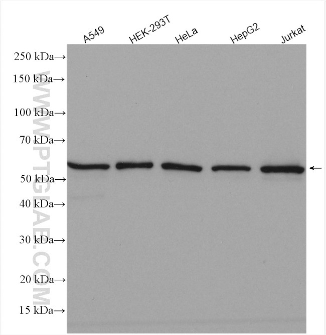 LSM14A Antibody in Western Blot (WB)
