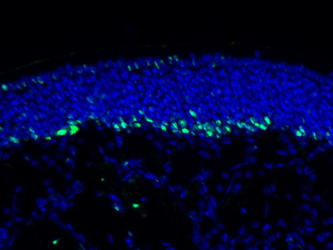 DTX1 Antibody in Immunohistochemistry (Frozen) (IHC (F))