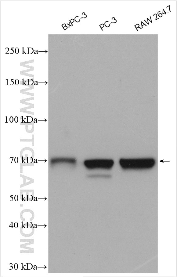 HNRNPL Antibody in Western Blot (WB)