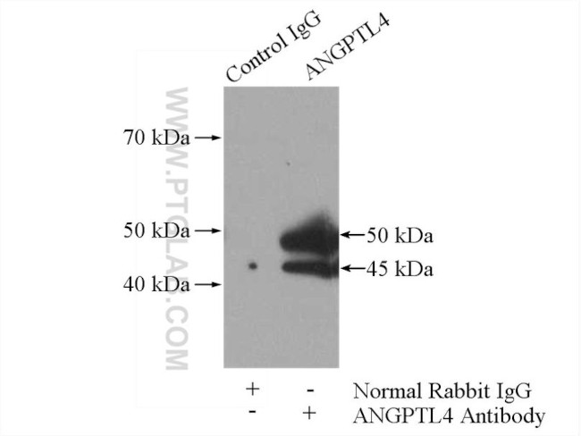 ANGPTL4 Antibody in Immunoprecipitation (IP)