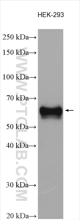 PSAP Antibody in Western Blot (WB)