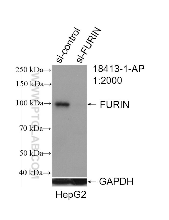 FURIN Antibody in Western Blot (WB)