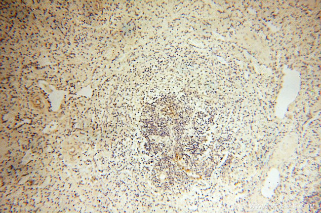 Calsequestrin 2 Antibody in Immunohistochemistry (Paraffin) (IHC (P))